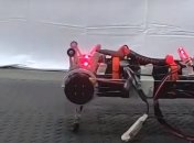 Исследователи: Роботы смогут научиться ходить самостоятельно 