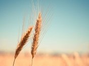 Бьет прошлогодние показатели: в АПК рассказали о показателях урожая 2019