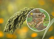 Саранча уже несколько недель атакует Украину