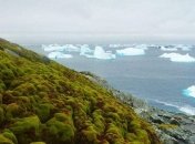 Ученые заявили об стремительном озеленении Антарктиды