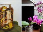 Бананові шкірки стануть чудовим добривом для рослин