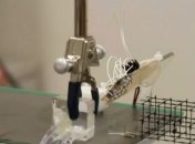 Кибер-муравьи смогут работать на заводах