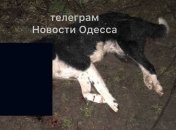 "Хотят замять": Одесчину переполошил живодер, убивающий собак (фото 18+)