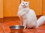 Коты выжили благодаря лишнему весу