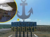 Рідкісного птаха вдалось сфотографувати на півдні України