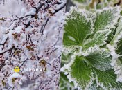 Будет ли урожай фруктов и как изменятся цены