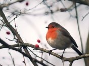 19 февраля - приметы и обряды в День Вукола