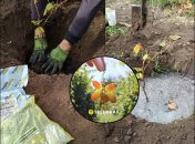 Правильна посадка винограду восени — запорука швидкого врожаю.