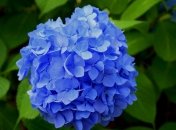 Гортензия украсит любой сад