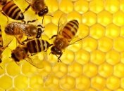 Ученые обнаружили древнейших пчеловодов