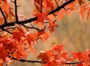 Погода в Украине 13 октября: будут лить дожди