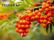 Только не сажайте рябину очень близко к дому