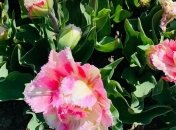 Целых 3 гектара красоты: украинцев покорили плантации разноцветных тюльпанов на Буковине (фото)