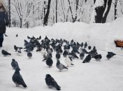 Последние дни января принесут украинцам сильные морозы