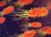 Вакцина-матрешка: новый тип антибиотиков убивает грамотрицательные бактериями