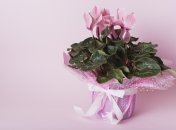 Цикламен при правильному догляді радуватиме цвітінням