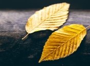 Свято 26 жовтня: народні прикмети і заборони