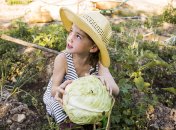 Капуста вырастет большой и крепкой