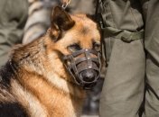 В Луганской области ищут полковника Нацгвардии