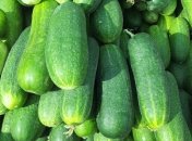 Эффективные средства для удобрения огурцов