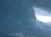 Слепая собака нашла дорогу домой во время снежной бури на Аляске