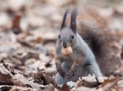 Погода в Украине 1 апреля: переменная облачность, местами дождь