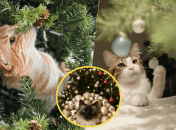 Кошки любят играть с елкой