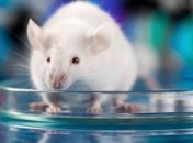 Ученые научились превращать мышей в кровожадных хищников
