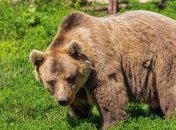 У вінницькому зоопарку ведмедів "переселили" у Карпати