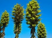 10 самых опасных растений-убийц  