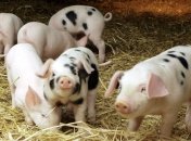 В канадской свинине нашли сальмонеллу