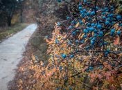 По погоде 23 ноября (раньше 6 декабря) судили, какой будет весна