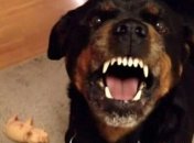 Под Киевом ротвейлер насмерть загрыз мужчину