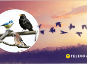 В Украине есть птица, которую экспериментально заселили из Польши