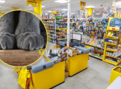 Кот на кассе в "Авроре" – новый любимец покупателей