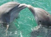 Водная тюрьма: 4 июля - Международный день дельфинов-пленников