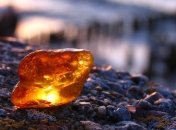 В янтаре были обнаружены необычные муравьи