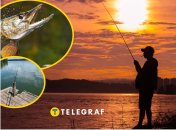 На київському озері клюнула велика щука