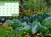 Огородний сезон у самому розпалі