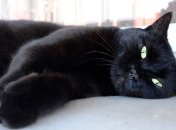 Перейдет ли черная кошка дорогу солнцу: погода в пятницу, 13 сентября