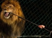 На 250 000 грн завысили стоимость работ во Львовском цирке 