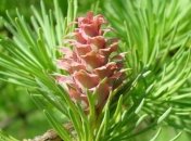 Домашняя аптека: лечебные свойства лиственницы