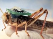 Из саранчи сделали миноискатель: смогут ли насекомые-киборги заменить саперов 