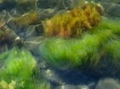 Ученые: в Черном море найдены неизвестные живые организмы 