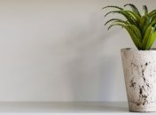 Эффективные маски для волос с алоэ