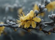 Весна с заморозками