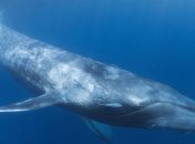 Ученые сделали необычное открытие о китах