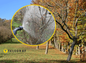 Обработка сада осенью