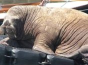 Ко дну пошли уже несколько лодок: жители острова в Британии бьют тревогу из-за наглого моржа (фото)