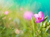 Прогноз погоды в Украине 23 июля: ожидаются дожди с грозами, местами без осадков